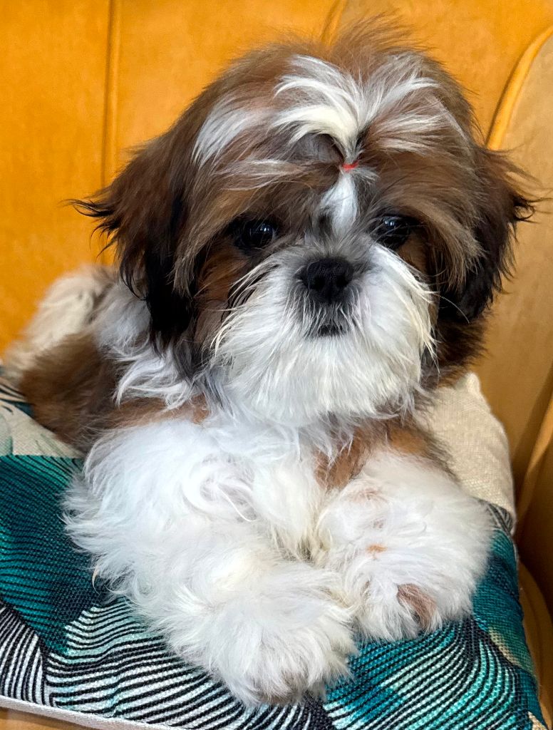 des Merveilles D'Oceane - Chiots disponibles - Shih Tzu
