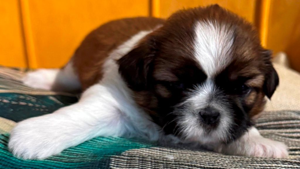 des Merveilles D'Oceane - Chiots disponibles - Shih Tzu