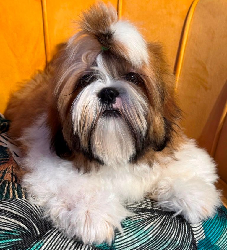 des Merveilles D'Oceane - Chiots disponibles - Shih Tzu