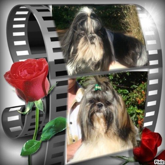 Chiot Shih Tzu des Merveilles D'Oceane