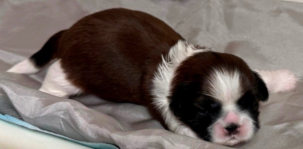 des Merveilles D'Oceane - Chiots disponibles - Shih Tzu