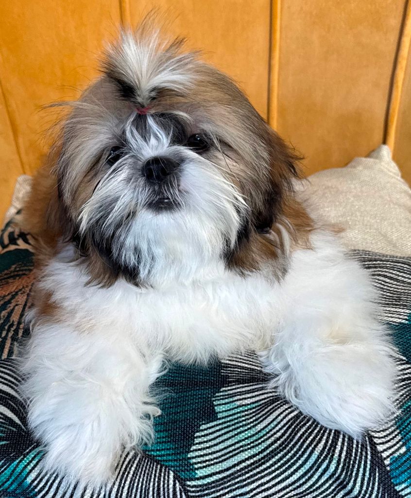 des Merveilles D'Oceane - Chiots disponibles - Shih Tzu