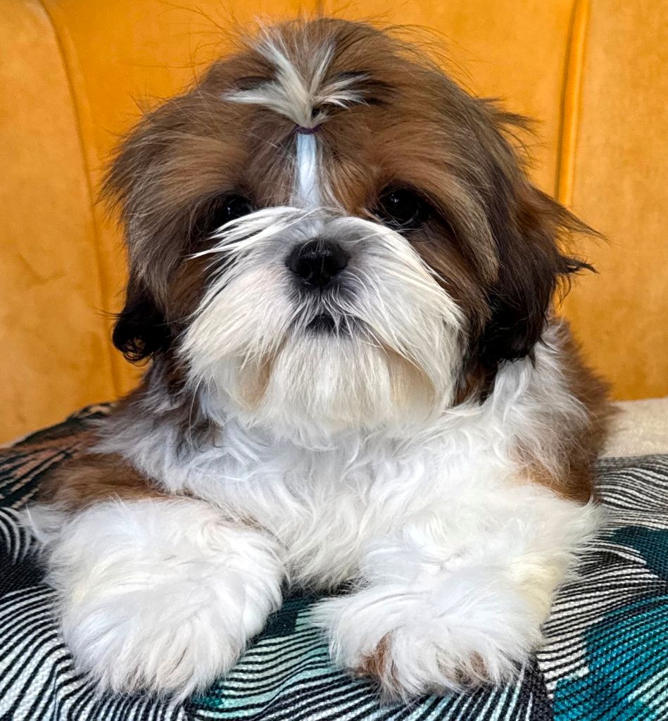 des Merveilles D'Oceane - Chiots disponibles - Shih Tzu