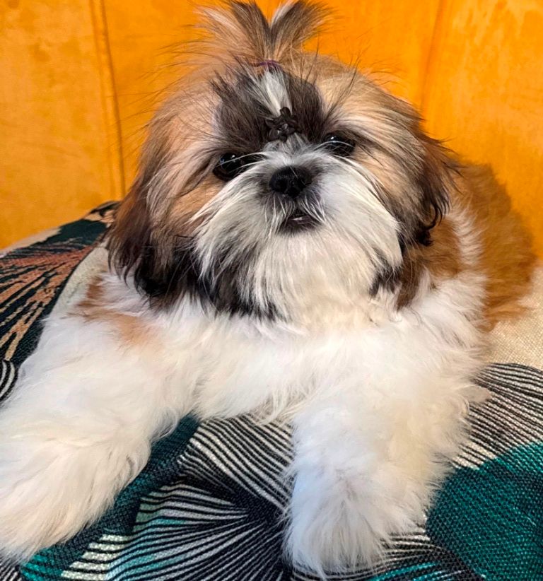 des Merveilles D'Oceane - Chiots disponibles - Shih Tzu