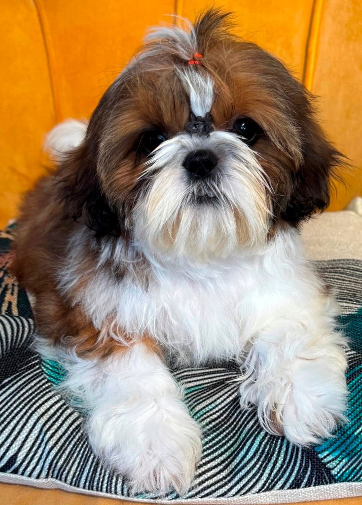 des Merveilles D'Oceane - Chiots disponibles - Shih Tzu