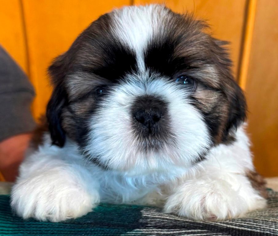 des Merveilles D'Oceane - Chiots disponibles - Shih Tzu