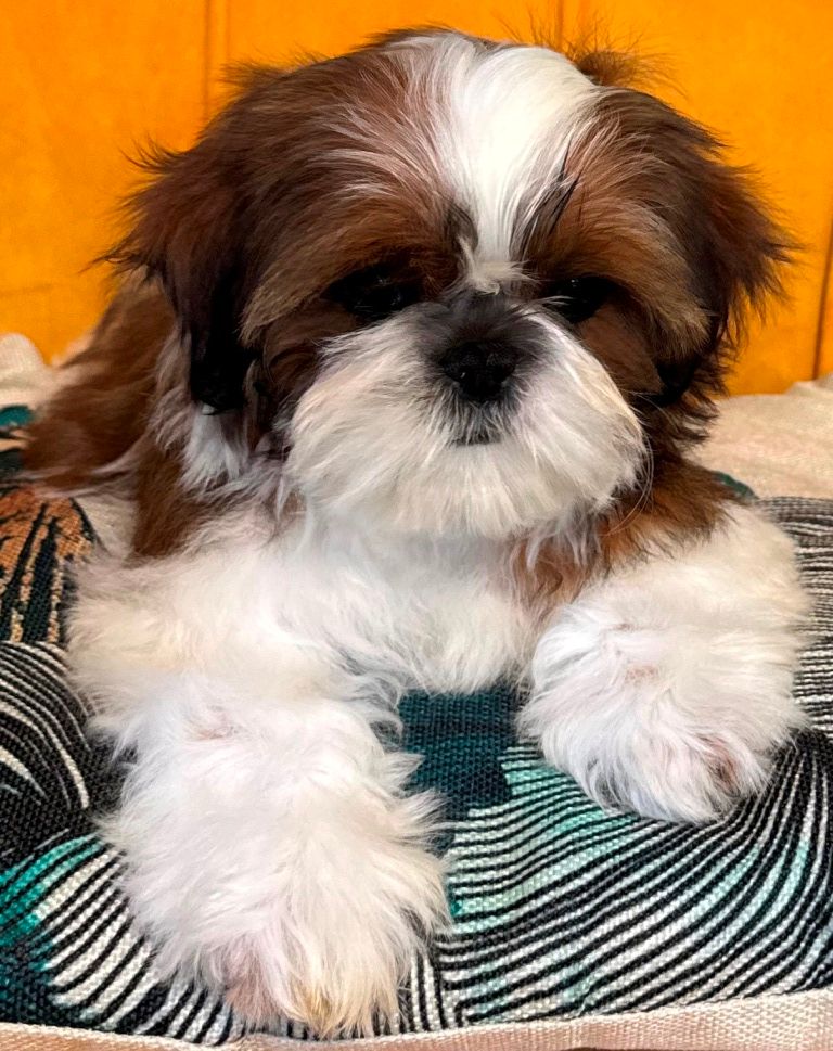 des Merveilles D'Oceane - Chiots disponibles - Shih Tzu